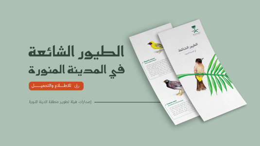 الطيور