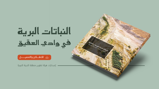 النباتات البرية في وادي العقيق